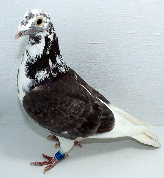 Band: 6886 IPB B 2025